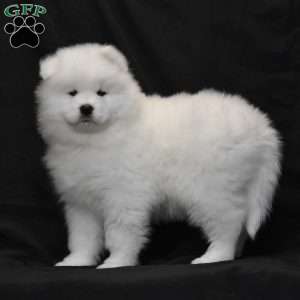 Snowflake, Samoyed Puppy